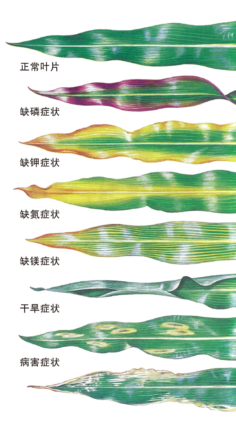 玉米缺素症状诊断